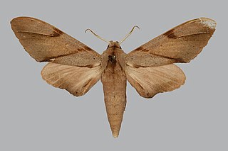 <i>Polyptychus baxteri</i> Species of moth