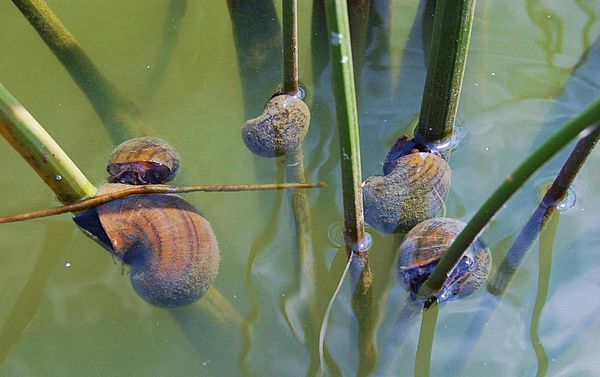 Pomacea insularum, an apple snail