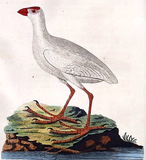 White swamphen Extinct species of rail from Lord Howe Island