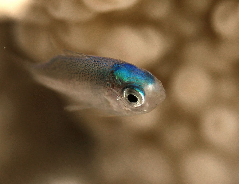 File:Post-larve de Chromis viridis.JPG