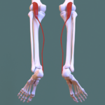 Posterior kompartemen kaki - plantaris.png