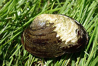 <i>Potomida</i> Genus of bivalves