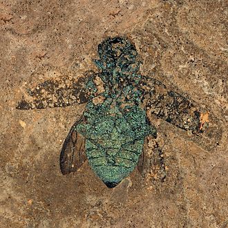 Fossil buprestid beetle from the Eocene (50 mya) Messel pit, which retains its structural color Prachtkafer aus der Grube Messel.JPG