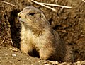 Prairie dog by Asiir