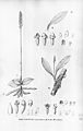 Prescottia oligantha (as syn. Prescottia nivalis) plate 64, fig. II in: Alfred Cogniaux: Flora Brasiliensis vol. 3 pt. 4 (1893-1896)