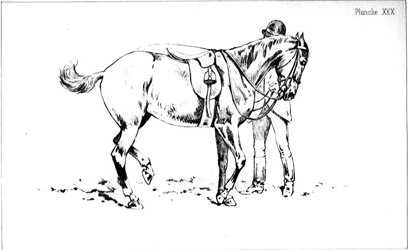 File:Principesdedressage 401.jpg