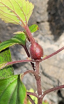 Eupatorium Gall Fly Procecidochares utilis.jpg