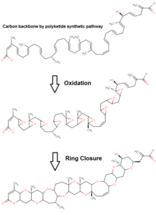 Proposed pathway for brevetoxin-B Proposed pathway for brevetoxin-B.png