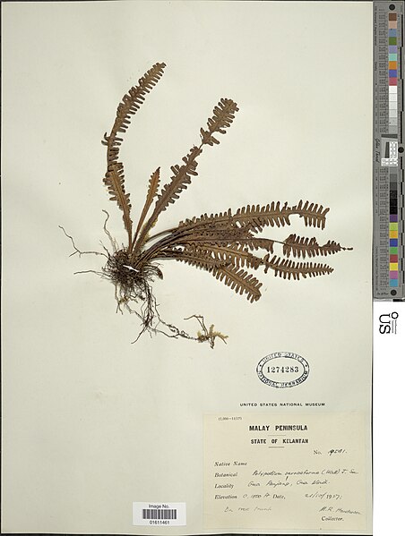 File:Prosaptia emersonii (Hook. & Grev.) C. Presl nmnhbotany 12589443 NMNH-01611461.jpg