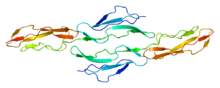 CD55 protein/Decay Accelerating Factor structure Protein CD55 PDB 1h03.png