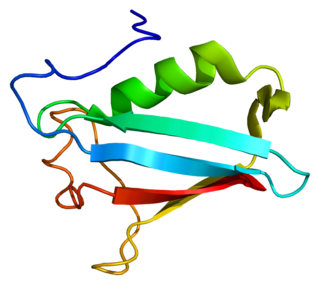 <span class="mw-page-title-main">NSFL1C</span> Protein-coding gene in the species Homo sapiens