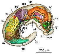 Pseudunela cornuta 2.jpg