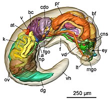 3D reconstructions like this one (Pseudunela cornuta) highly improved knowledge about acochlidians. Pseudunela cornuta 2.jpg