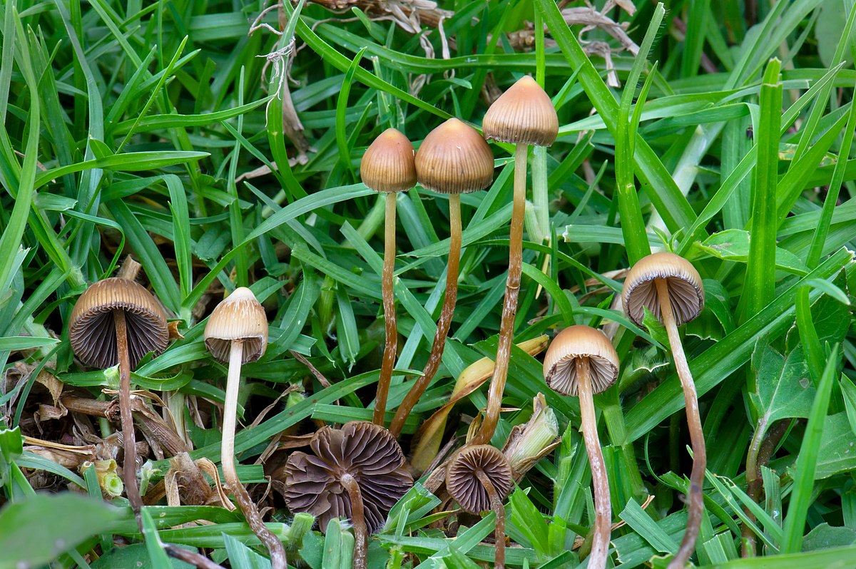 Psilocybe Mexicana Wikipedia