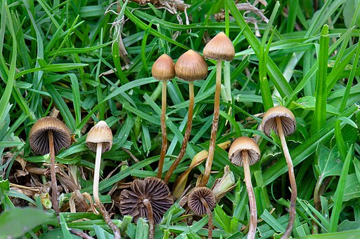 Psilocybe mexicana Veracruz