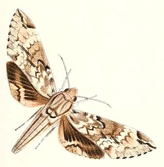 <i>Psilogramma lifuense</i> Species of moth