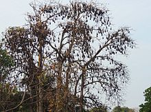 A roosting colony of Indian flying foxes Pteropus giganteus colony.JPG