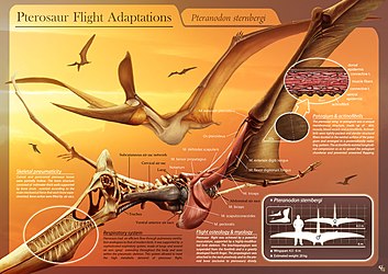 Como era a anatomia de um pterodáctilo?