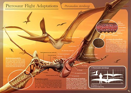 Tập_tin:Pterosaur_Flight_Adaptations_-_Pteranodon_sternbergi_-_Hugo_Salais_López.jpg