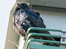 A purple martin perched on a green railing