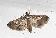 Pyralidae-Hydriris ornatalis-17mm-06.jpg