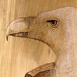 Pyrogravure vautour.jpg