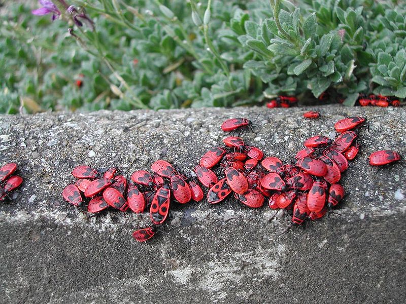 File:Pyrrhocoris apterus - feuerwanze.jpg