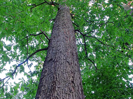 Tập_tin:Quercus-alba-white-oak-hdr-0a.jpg