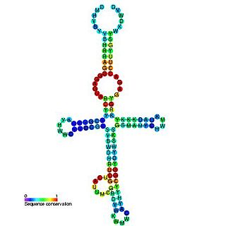 yybP-ykoY leader RNA element