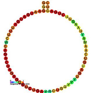 Small nucleolar RNA SNORD52