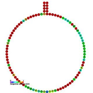 Small nucleolar RNA Z163/Z177 family