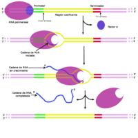 Transcripción del RNA