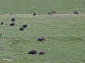 Cea mai mare fermă de bizoni din Europa se află la Recea-Cristur