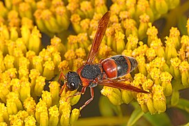 Оса Pachodynerus erynnis