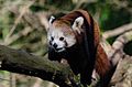 Red Panda (16732050186).jpg