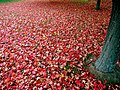 Red autumn leaves.jpg, located at (10, 13)