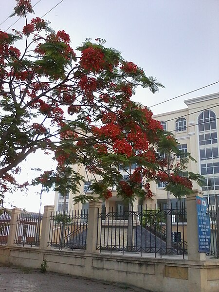 File:Red flamboyant flower.jpg