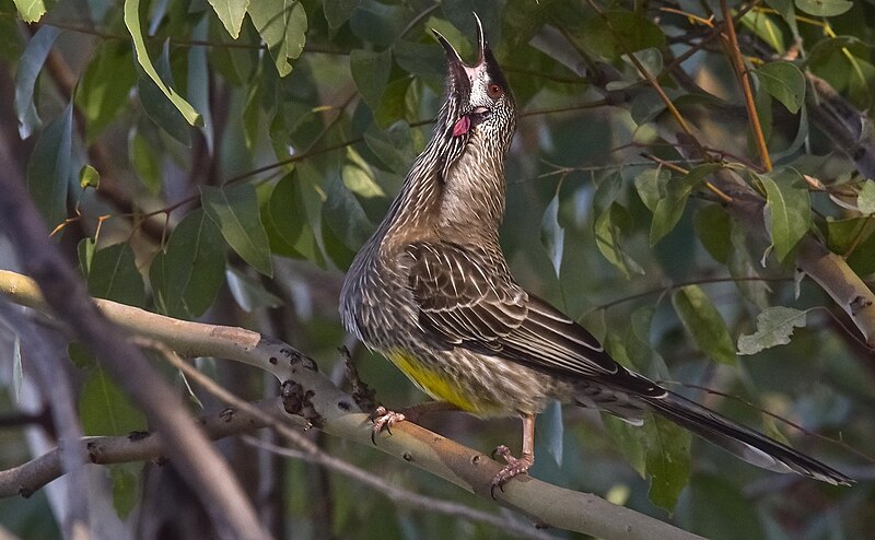 File:Red wattlebird - 3.jpg