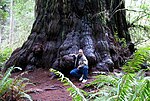 Vignette pour Parc d'État de Jedediah Smith Redwoods