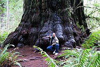 Stablo ove sekvoje, Sequoia sempervirens je njena stabljika.