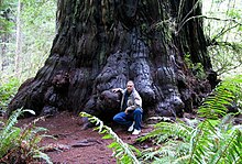 Redwood tree in northern California redwood forest, where many redwood trees are managed for preservation and longevity, rather than being harvested for wood production Redwood M D Vaden.jpg