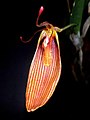 Restrepia antennifera Orchi 02.jpg