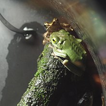 Rhacophorus viridis oleh OpenCage.jpg