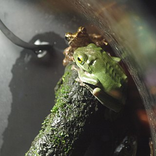 <i>Rhacophorus viridis</i> species of amphibian