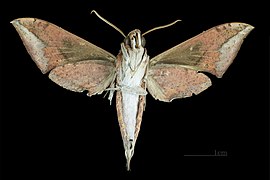 Ventral MHNT