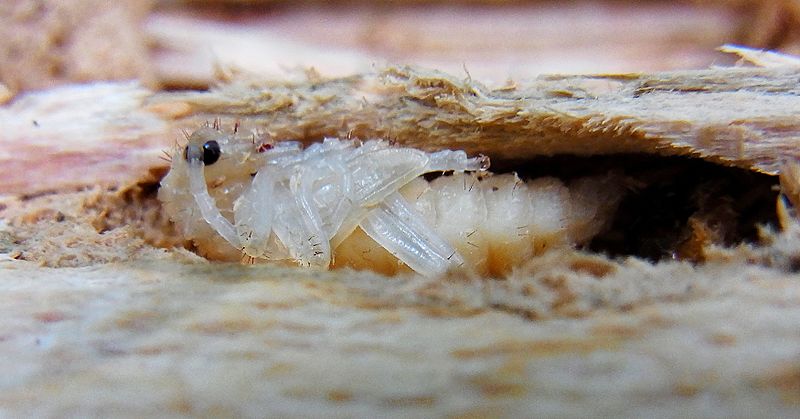 File:Rhagium bifasciatum pupa.jpg