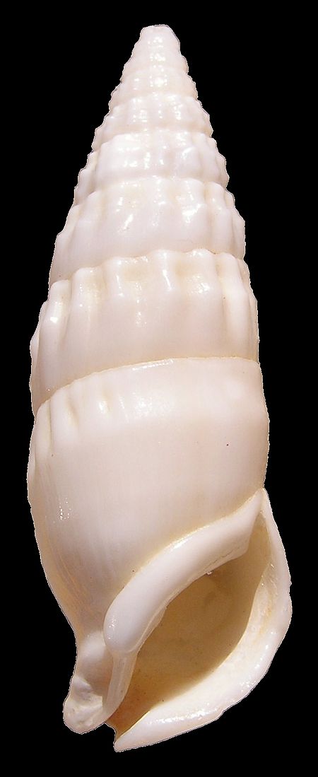 Tập tin:Rhinoclavis vertagus shell.jpg