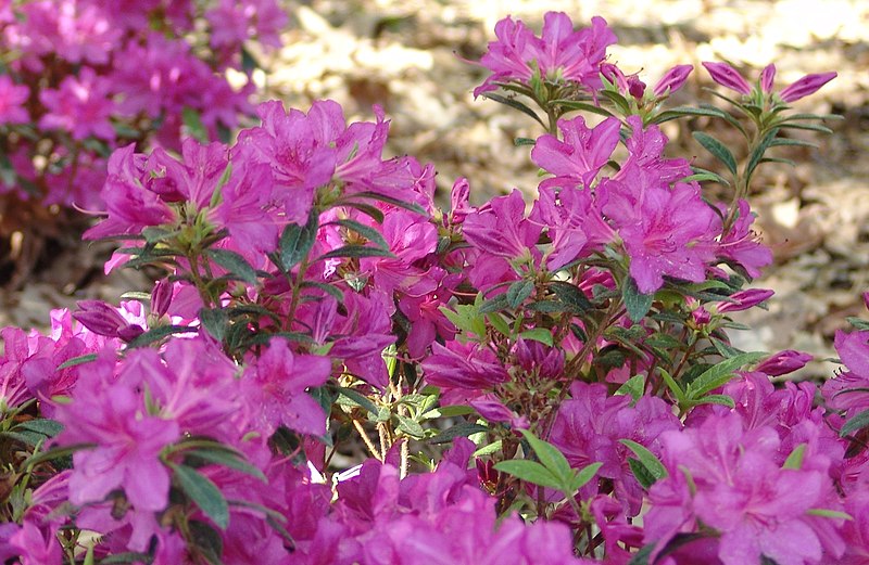 File:Rhododendron Autumn Amethyst (3455741445).jpg