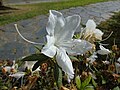 Rhododendron simsii Rododendro o azalea