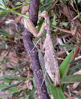 <i>Rhombomantis fusca</i> Species of praying mantis